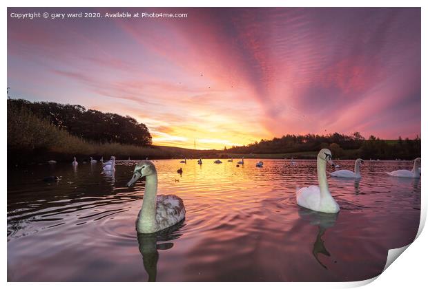 Swan sunrise Print by gary ward
