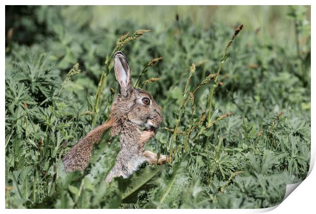Wild Rabbit cleaning its paws Print by Paul Huddleston