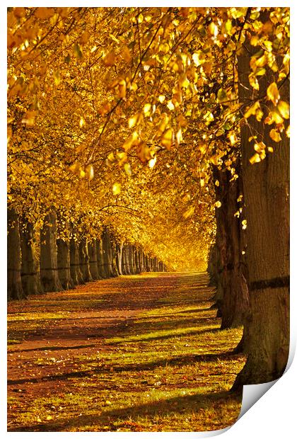 Autumn Walk Print by kevin marston