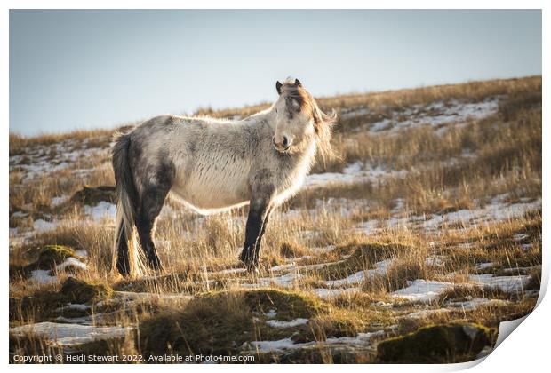 Wild Horse in the Brecon Beacons National Park Print by Heidi Stewart