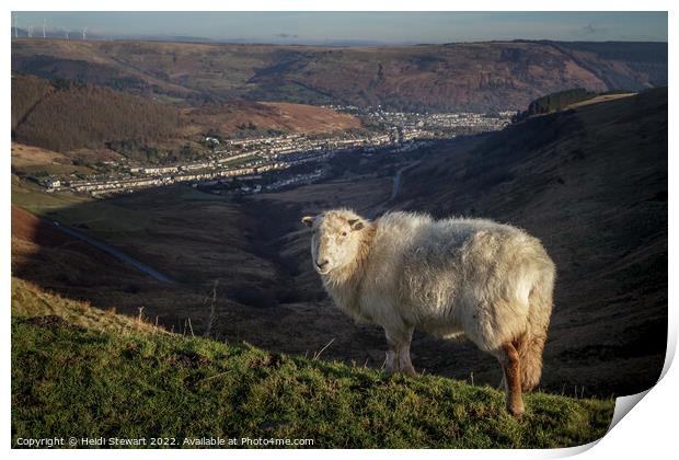 Friendly Sheep in the Rhondda Valleys Print by Heidi Stewart