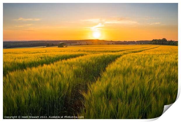 Sunset Over Wheat Fields Print by Heidi Stewart