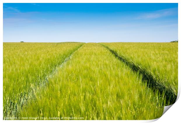 Wheat Field and Blue Sky Print by Heidi Stewart