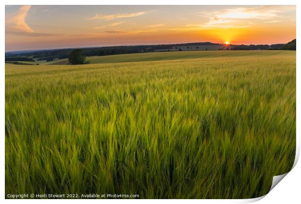 Wheat Fields at Sunset Print by Heidi Stewart