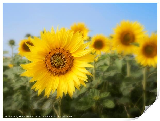 Sunflowers Print by Heidi Stewart