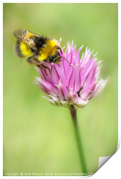 Bee on Chives Print by Heidi Stewart