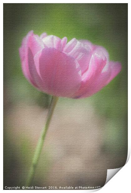 Pink Tulip Print by Heidi Stewart
