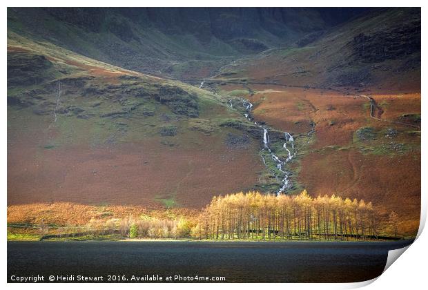 Larch Trees at Buttermere in the Lake District Print by Heidi Stewart
