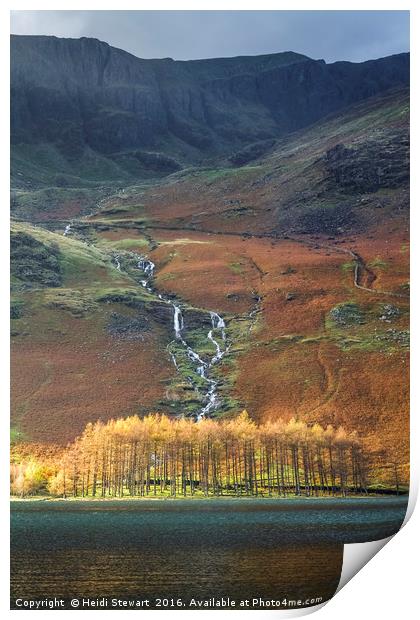 Larch Trees at Buttermere Lake Print by Heidi Stewart