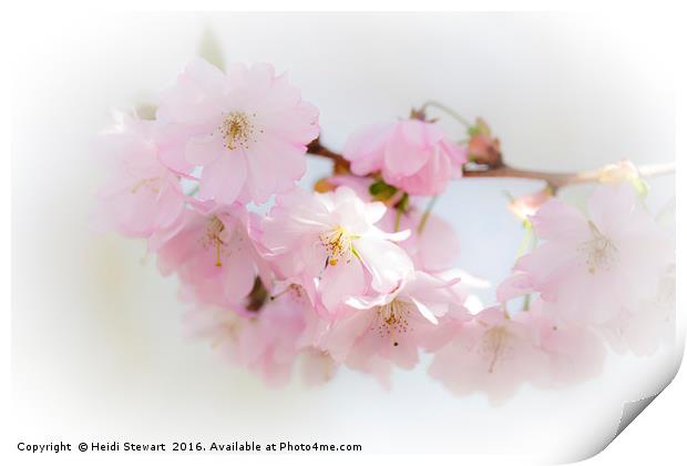 Cherry Blossom Beauty Print by Heidi Stewart