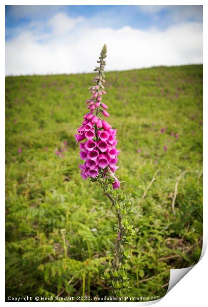 Foxglove Print by Heidi Stewart