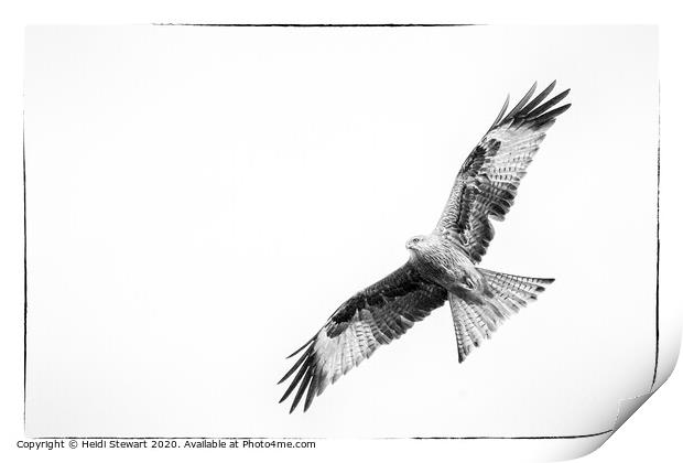 Red Kite in Mono 3 Print by Heidi Stewart