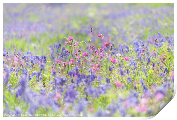 Bluebells and Red Campion Print by Heidi Stewart