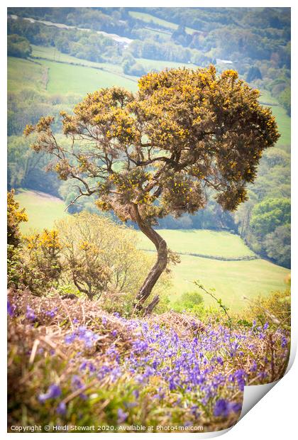 One Tree Landscape Print by Heidi Stewart