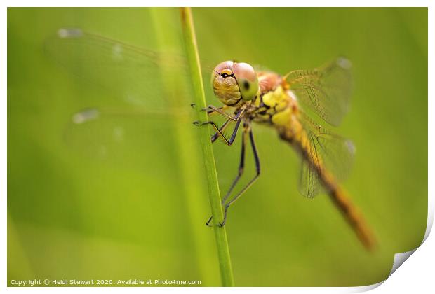 Common Darter Dragonfly Print by Heidi Stewart