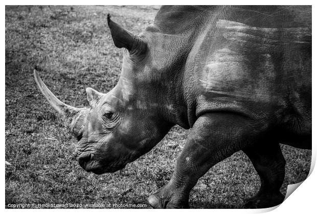 Rhinoceros Print by Heidi Stewart