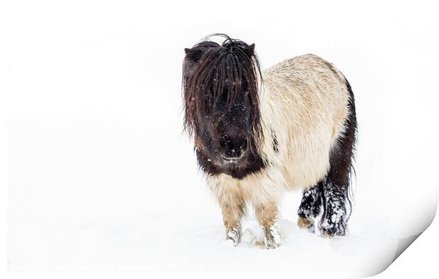 Snow Pony Print by Heidi Stewart