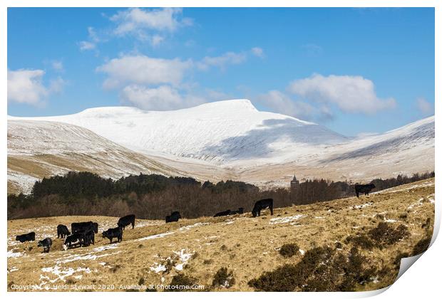 Welsh Blacks and Pen Y Fan Print by Heidi Stewart