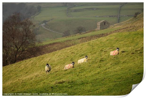 Swaledale Sheep at Keld in Yorkshire Dales Print by Heidi Stewart