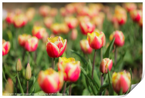 Tulips Print by Heidi Stewart