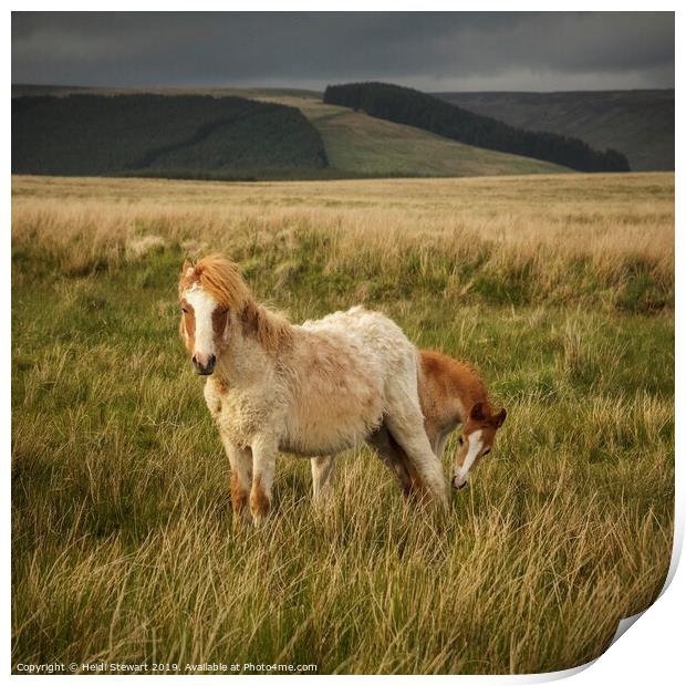 A Shy Foal and Mum Print by Heidi Stewart