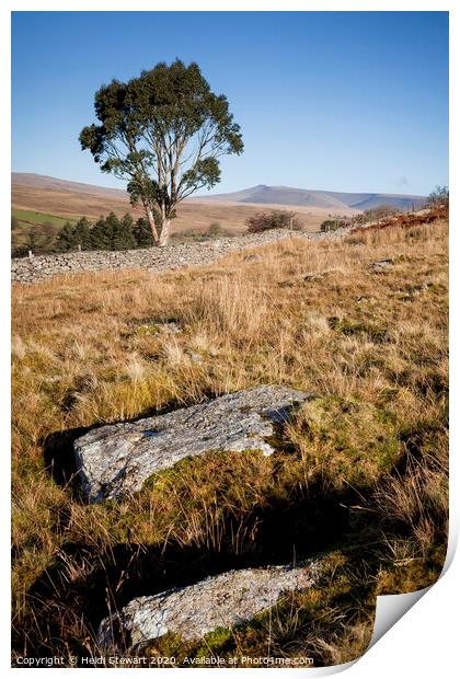 Eucalyptus Tree Brecon Beacons  Print by Heidi Stewart