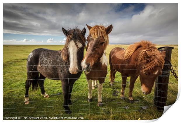 Icelandic Horses Print by Heidi Stewart