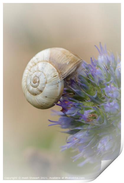 Snail on Sea Holly Print by Heidi Stewart