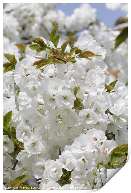 Cherry Blossom in Spring  Print by Heidi Stewart