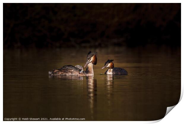 Great Crested Grebes and Chick Print by Heidi Stewart