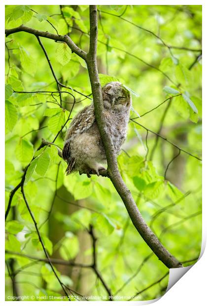 Sleepy Tawny Owl  Print by Heidi Stewart