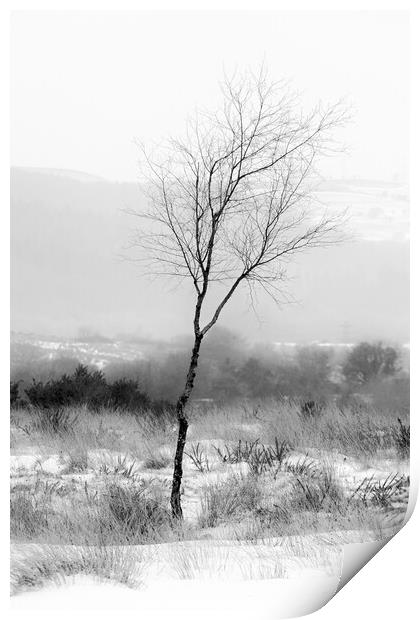 Winter Tree Print by Heidi Stewart