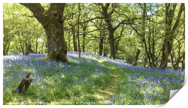 Blue Bells at Allt Rhyd y Groes National Natural R Print by Richard Morgan