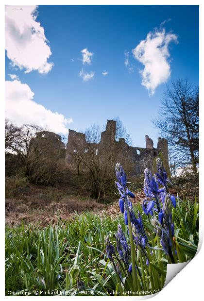 Bluebells at Dinefwr Castle Woods, Llandeilo, Carm Print by Richard Morgan