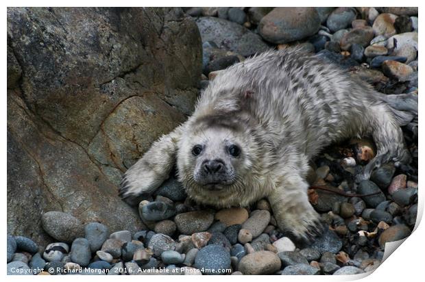 Atlantic grey seal pup on Ramsey Island. Print by Richard Morgan