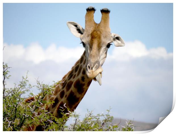 Giraffe in South Africa  Print by Paul Coleman