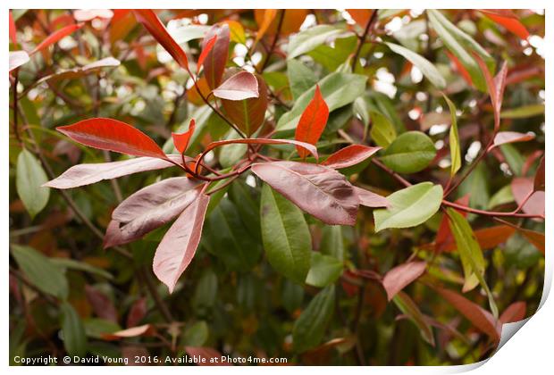 Red Photinia Print by David Young