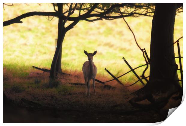 Autumn bambi Print by Anthony Simpson