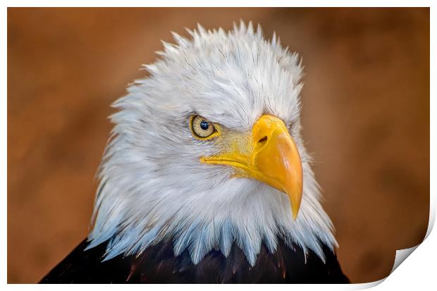 Bald Eagle Portrait Print by Matt Johnston