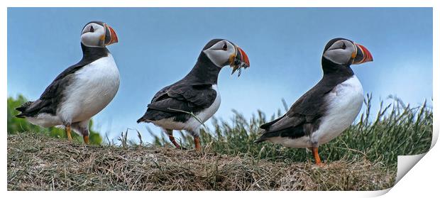 Puffins with Sand EEls Print by Matt Johnston