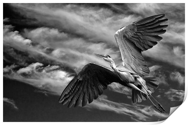Grey Heron in Flight Print by Matt Johnston
