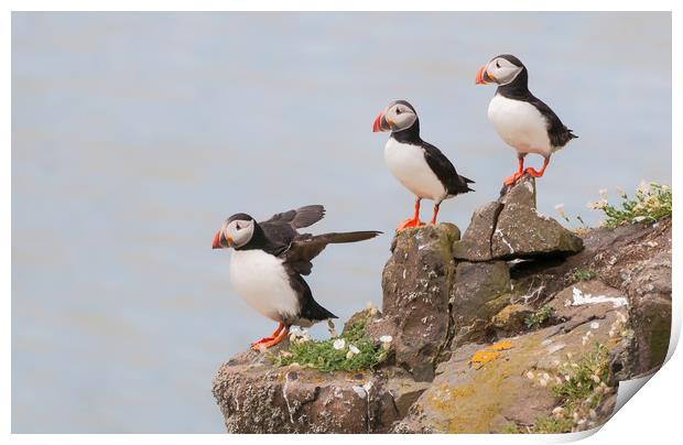 Puffins on Rocks Print by Matt Johnston