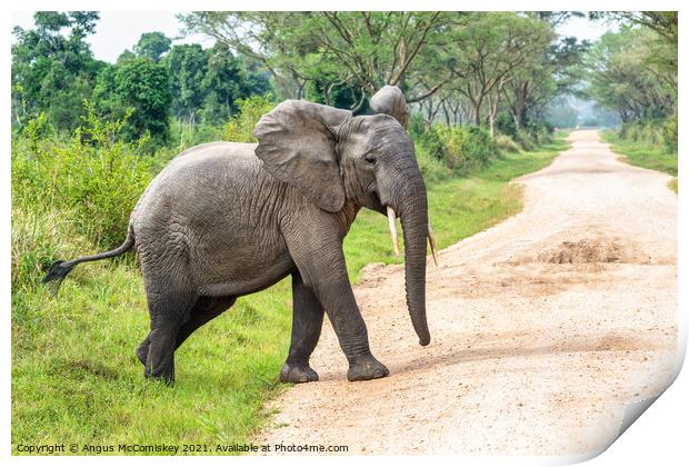 Young bull elephant crossing track in Uganda Print by Angus McComiskey