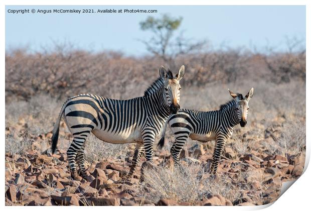 Female mountain zebra with foal, Namibia Print by Angus McComiskey