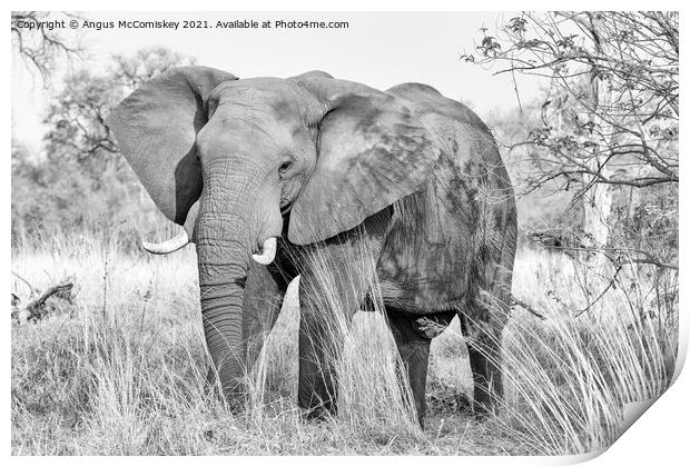 Mature bull elephant in grassland, Botswana mono Print by Angus McComiskey