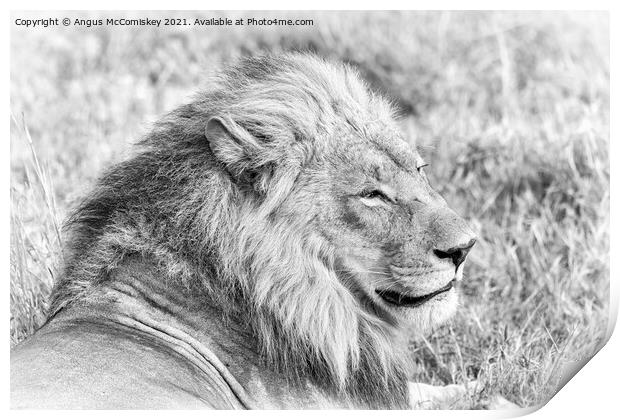 High key mono portrait of a male lion, Botswana Print by Angus McComiskey
