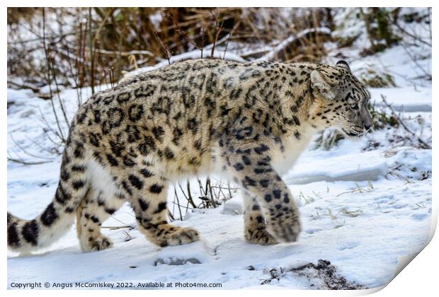 Snow leopard on the prowl Print by Angus McComiskey