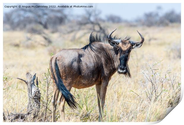 Solitary blue wildebeest, Etosha National Park Print by Angus McComiskey