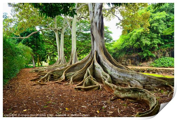 Ficus trees in Allerton Gardens on Kauai in Hawaii Print by Angus McComiskey