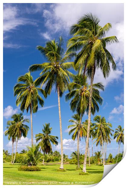Coconut palms in Kahanu Garden on Maui, Hawaii Print by Angus McComiskey